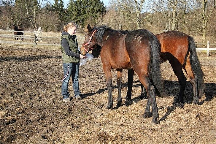 Traver Silke EC billede 15