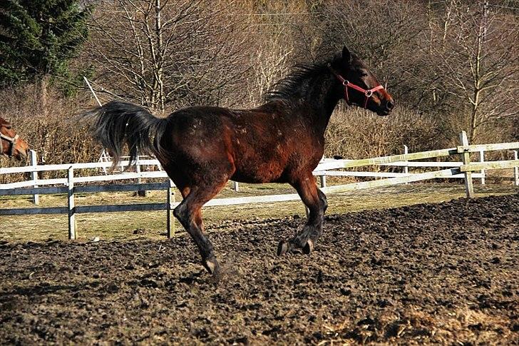 Traver Silke EC billede 17