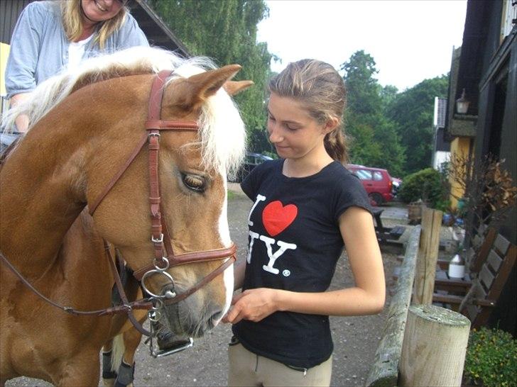 Haflinger Laura billede 15