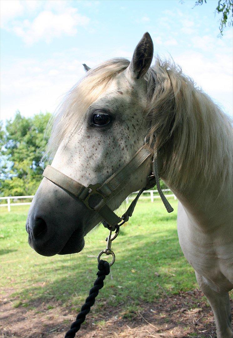 Anden særlig race Snefnug billede 2