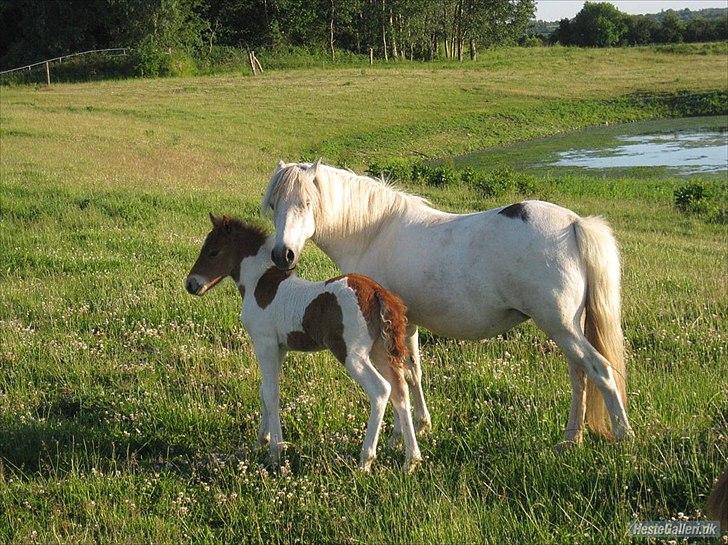 Anden særlig race Snefnug billede 3