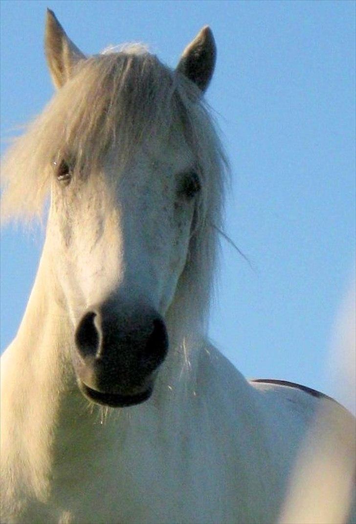 Anden særlig race Snefnug billede 4