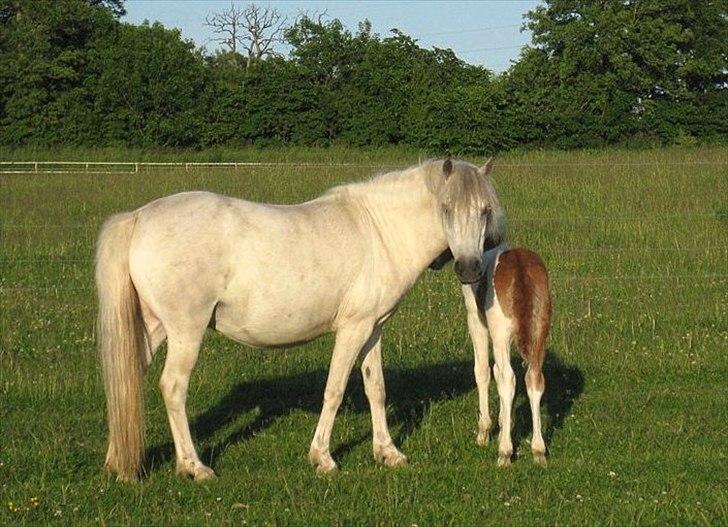 Anden særlig race Snefnug billede 5