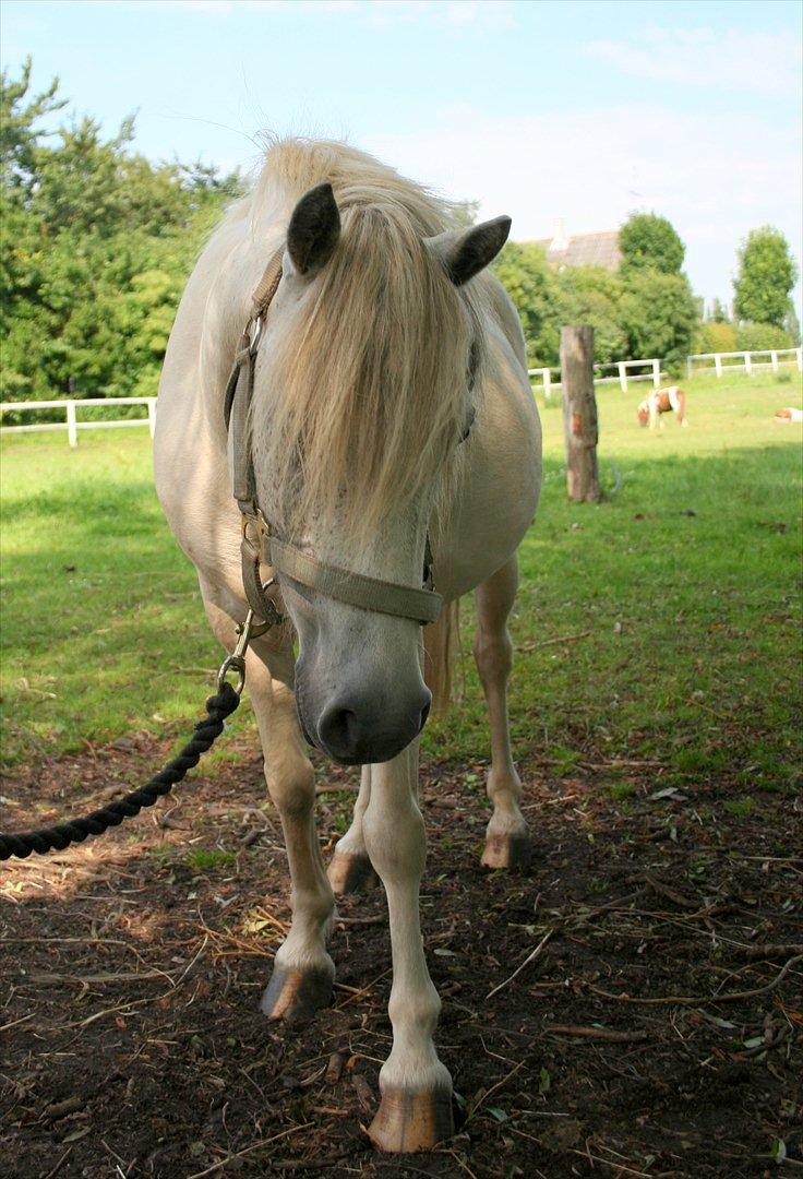 Anden særlig race Snefnug billede 6