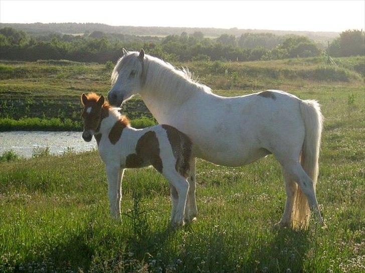Anden særlig race Snefnug billede 7