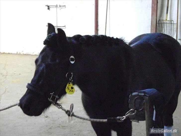 Welsh Pony (sec B) Papaya <3 - klar til stævne <3 billede 2