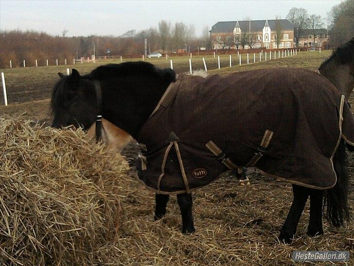 Welsh Pony (sec B) Papaya <3 - på fold <3 billede 3