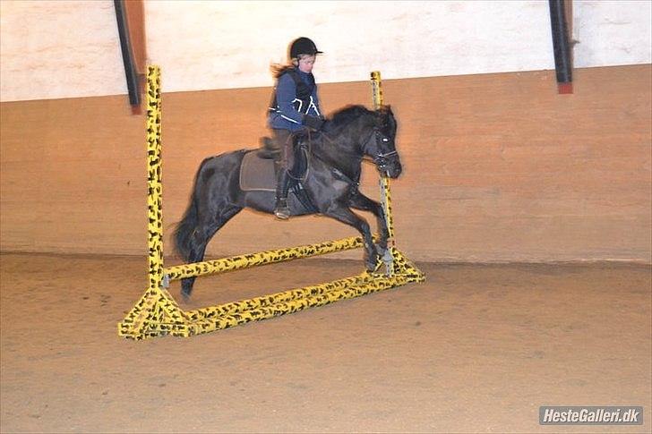 Welsh Pony (sec B) Papaya <3 - springundervisning - sarah billede 4