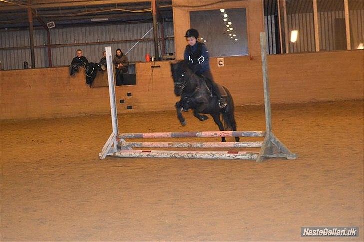 Welsh Pony (sec B) Papaya <3 - springundervisning - sarah billede 5