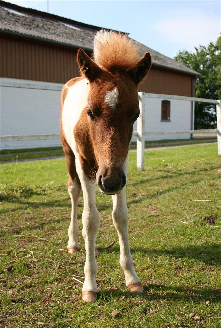 Anden særlig race Aladin billede 3