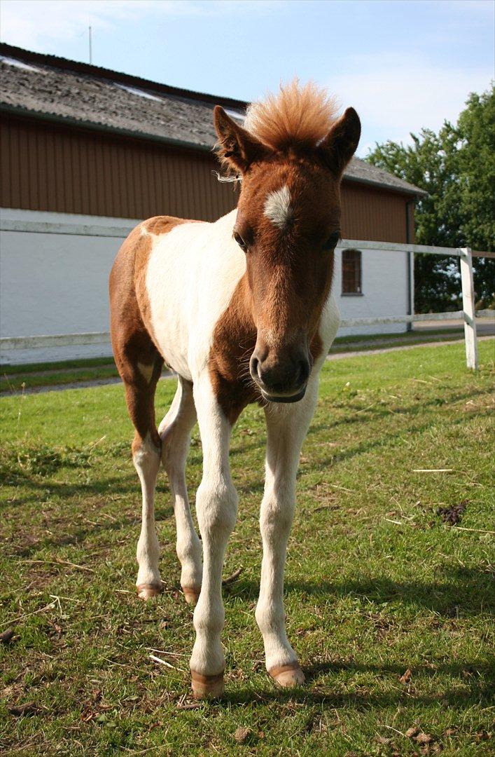 Anden særlig race Aladin billede 4