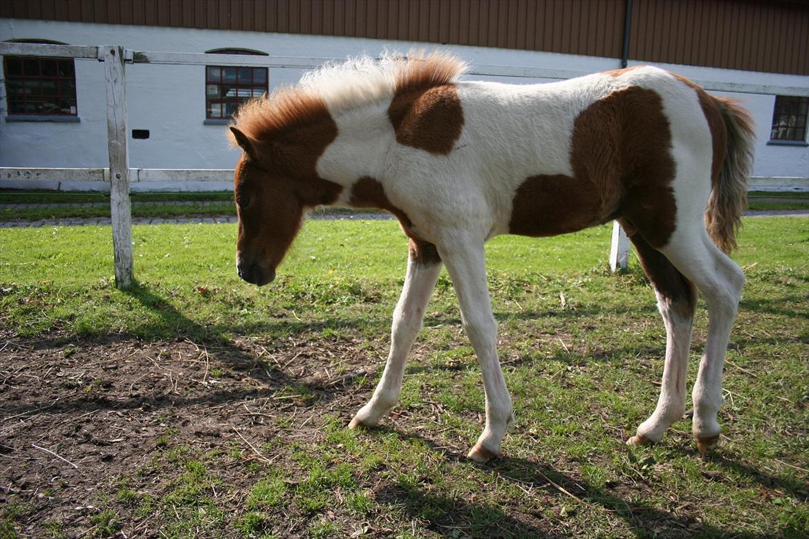 Anden særlig race Aladin billede 5