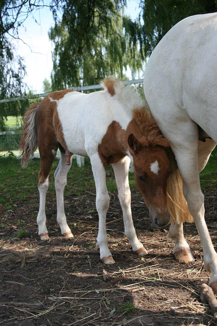 Anden særlig race Aladin billede 6
