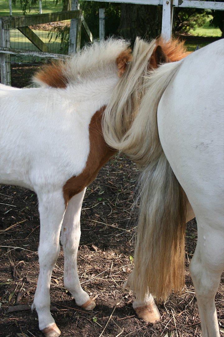 Anden særlig race Aladin billede 7