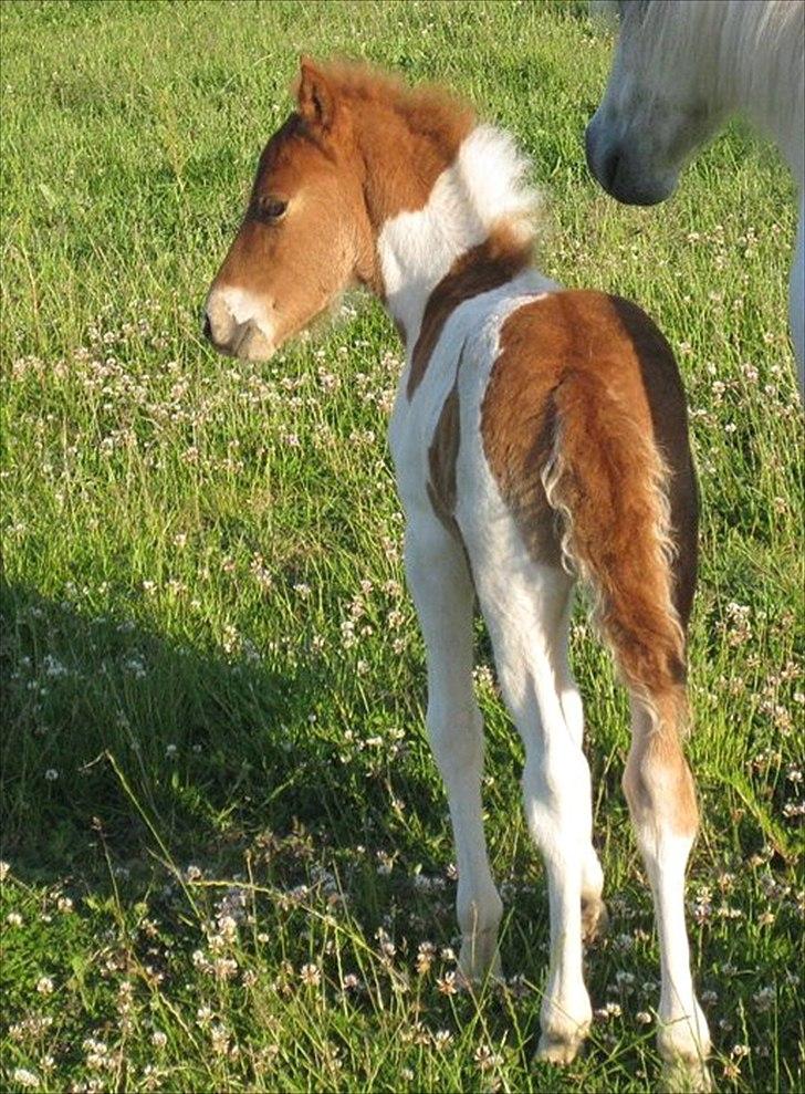 Anden særlig race Aladin billede 8