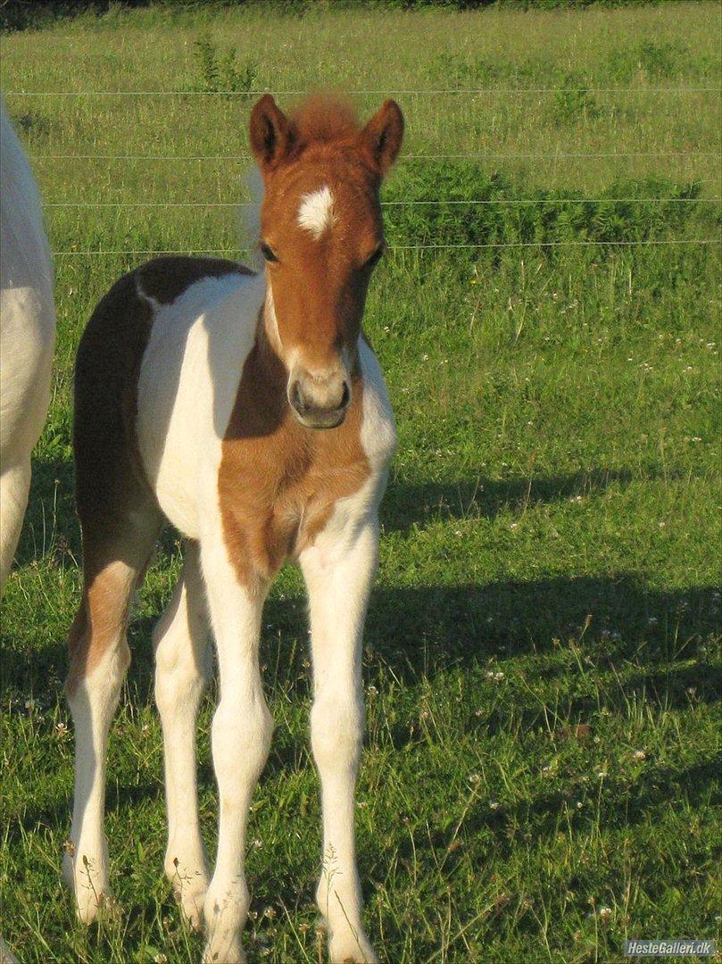 Anden særlig race Aladin billede 9