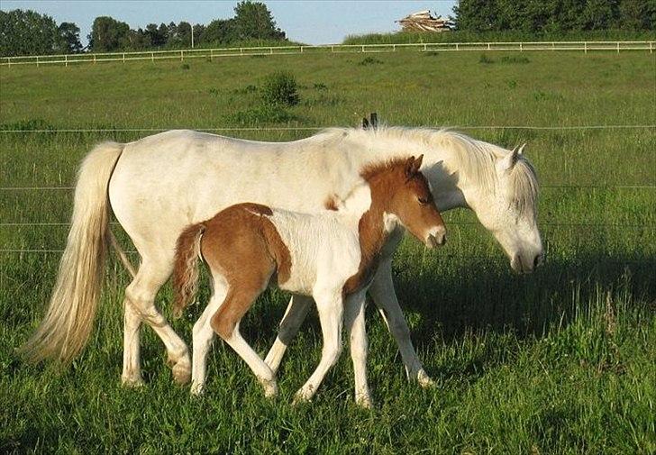 Anden særlig race Aladin billede 10