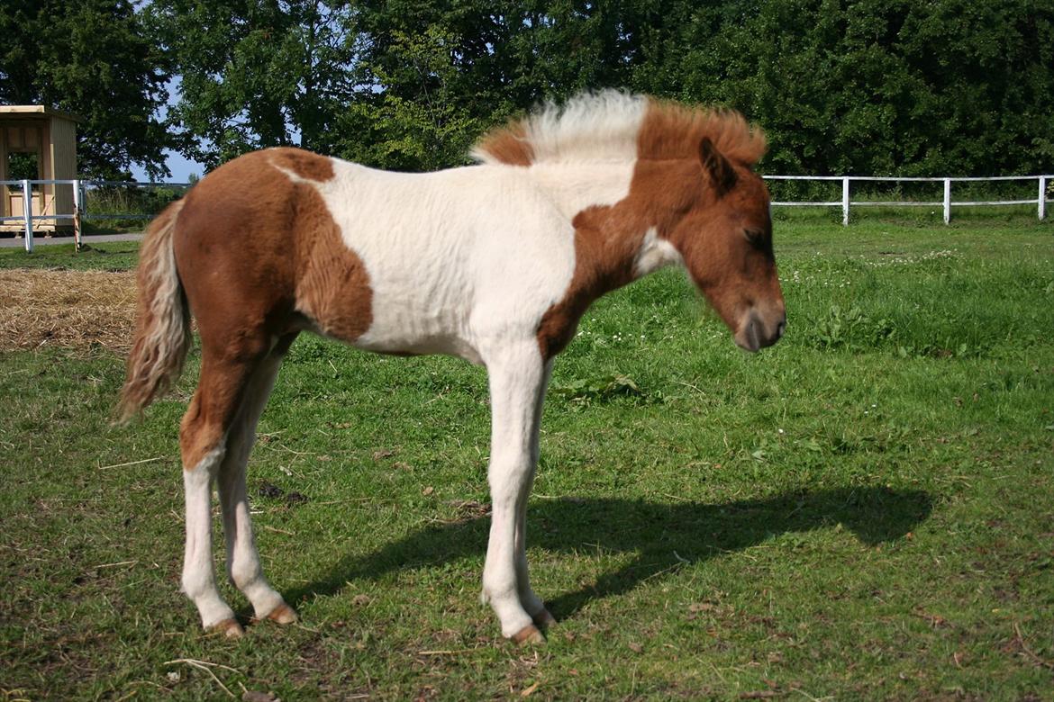 Anden særlig race Aladin billede 11