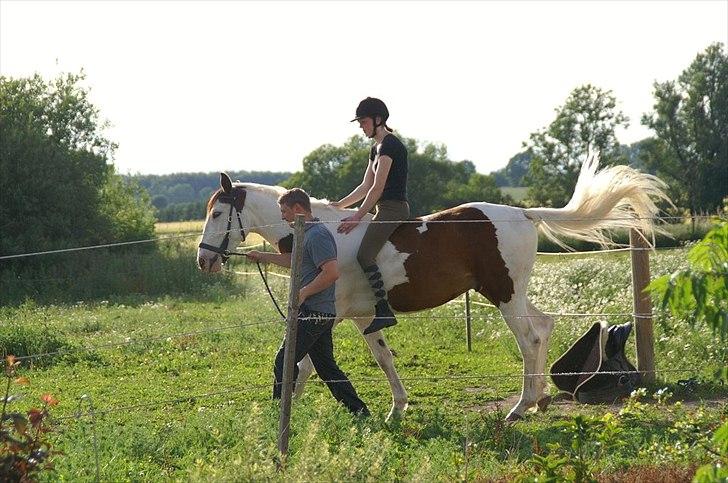 Pinto Enekær's Sambatino *Årets land og fritid hest* - Første gang jeg sidder på ryggen af Tino, d. 29. juni 2011 billede 18