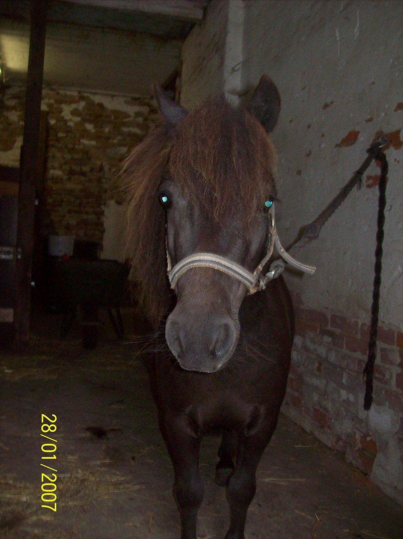 Shetlænder / Miniature Tulle - 4| I may not have gone where I intended to go but I think I have ended up where I needed to be.. (datoen på billedet passer selvf. ikke) Foto: JGM 16/7 - 11. billede 4