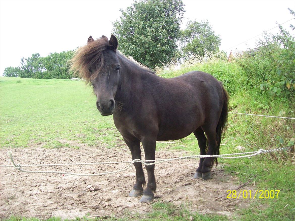 Shetlænder / Miniature Tulle - 19| Allways you! Foto: JGM 16/7 -11. billede 19