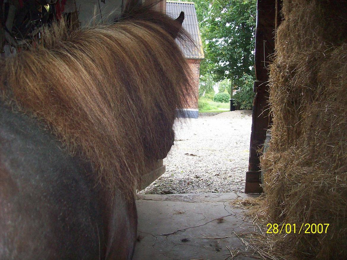 Shetlænder / Miniature Tulle - 20| Don't look back, babe. ;-) (datoen på billedet passer selvf. ikke)Foto: JGM 16/7 -11.  billede 20