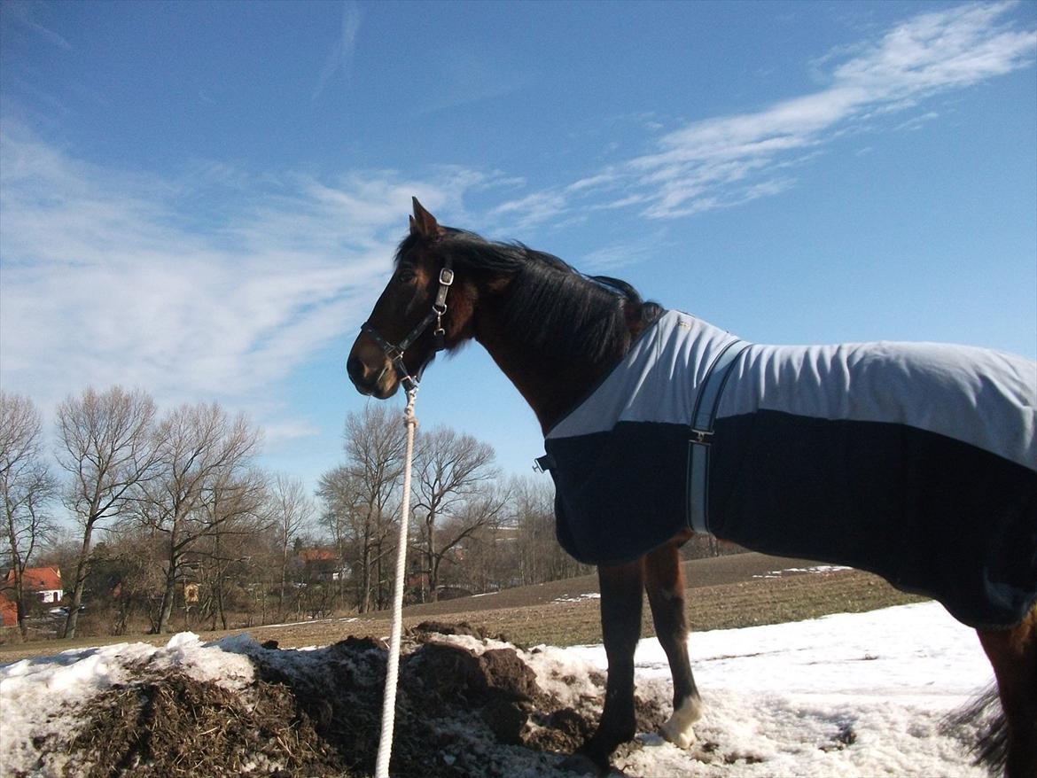 Knabstrupper Bianca - 17# På gå tur i vinter kulden.. :-) Foto JGM 2011. billede 17