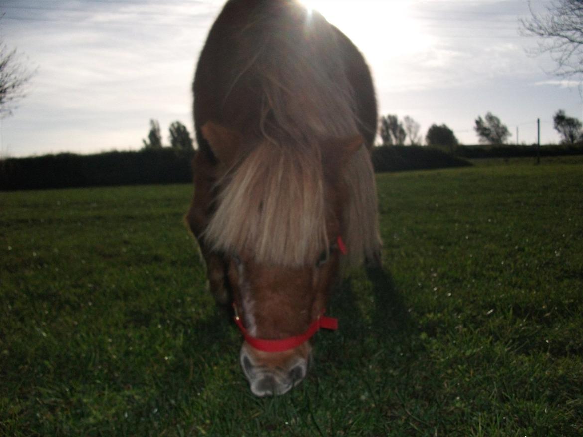 Shetlænder Fanny  - 4# Foto: JGM september 2010. billede 4
