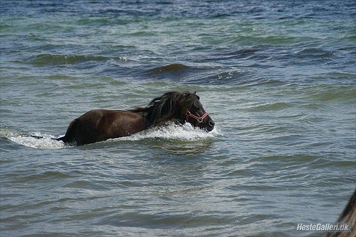 Shetlænder Robin Af Skårupøre - Ude og bade d. 10juli 2011 da vi var nede og se ham :) 
(Lånt af Lea) billede 10