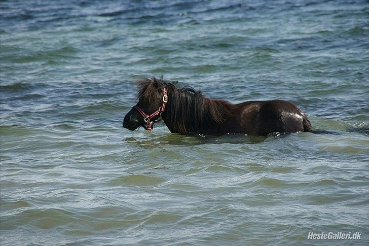 Shetlænder Robin Af Skårupøre - Ude og bade d. 10juli 2011 da vi var nede og se ham :) 
(Lånt af Lea) billede 11