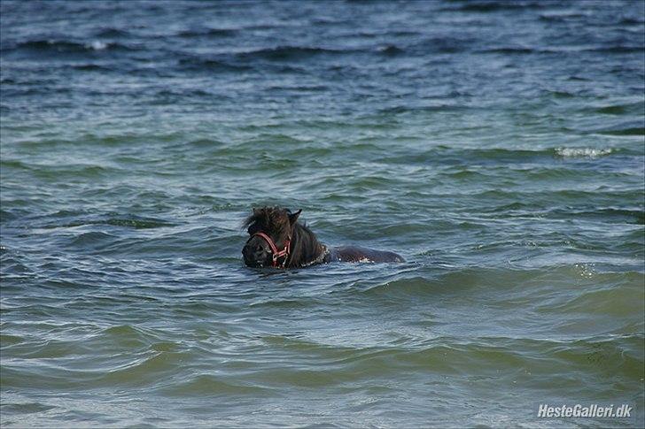 Shetlænder Robin Af Skårupøre - Kan i se mig ? :)
Ude og bade d. 10juli 2011 da vi var nede og se ham :) 
(Lånt af Lea) billede 12