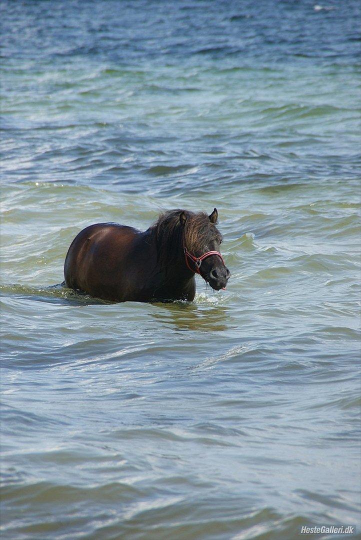 Shetlænder Robin Af Skårupøre - Ude og bade d. 10juli 2011 da vi var nede og se ham :) 
(Lånt af Lea) billede 13