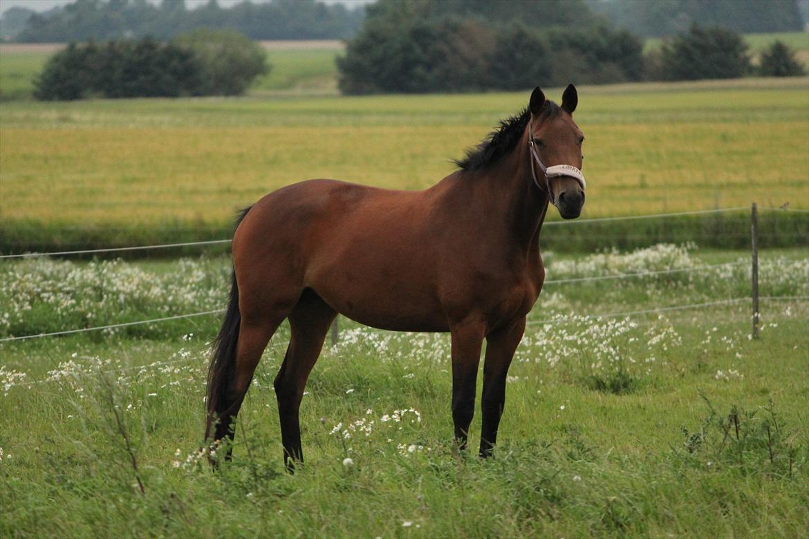 Trakehner Lorenth Tremhuse billede 3
