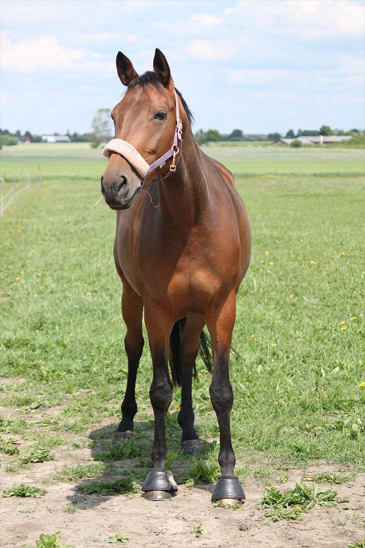 Trakehner Lorenth Tremhuse billede 4