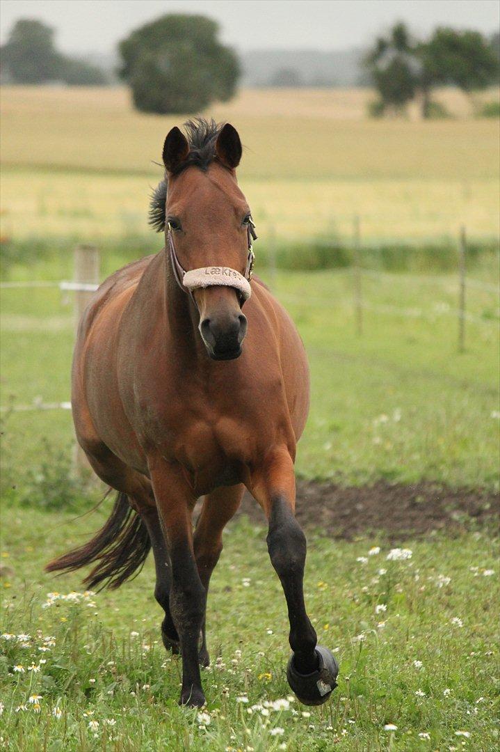 Trakehner Lorenth Tremhuse billede 5