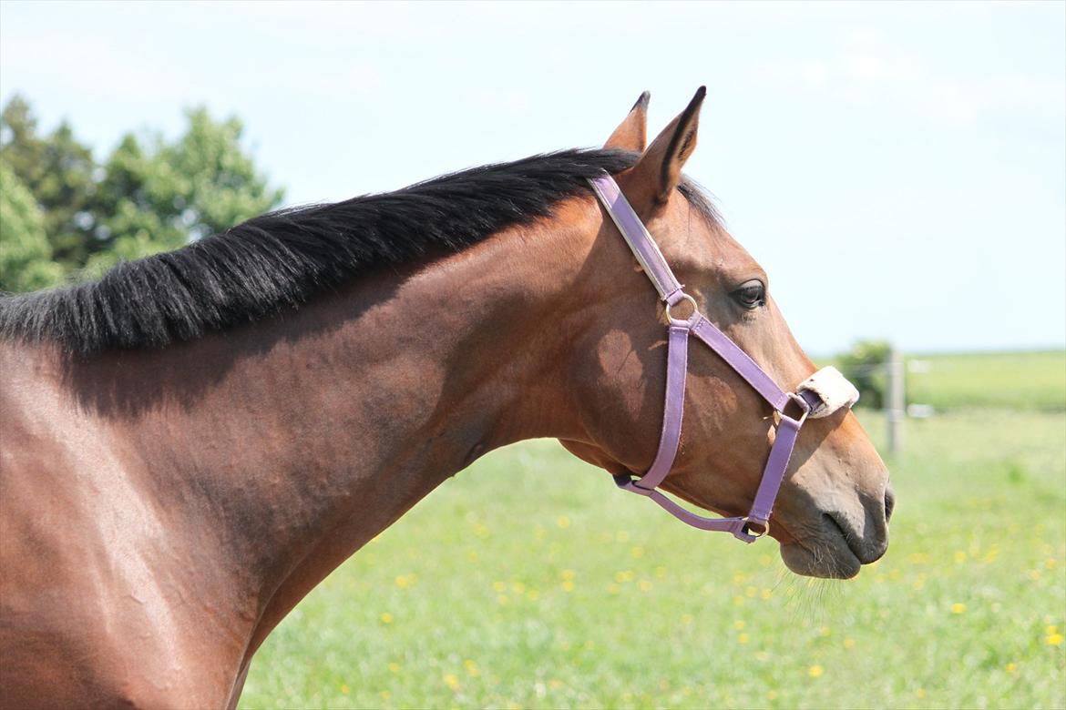 Trakehner Lorenth Tremhuse billede 6