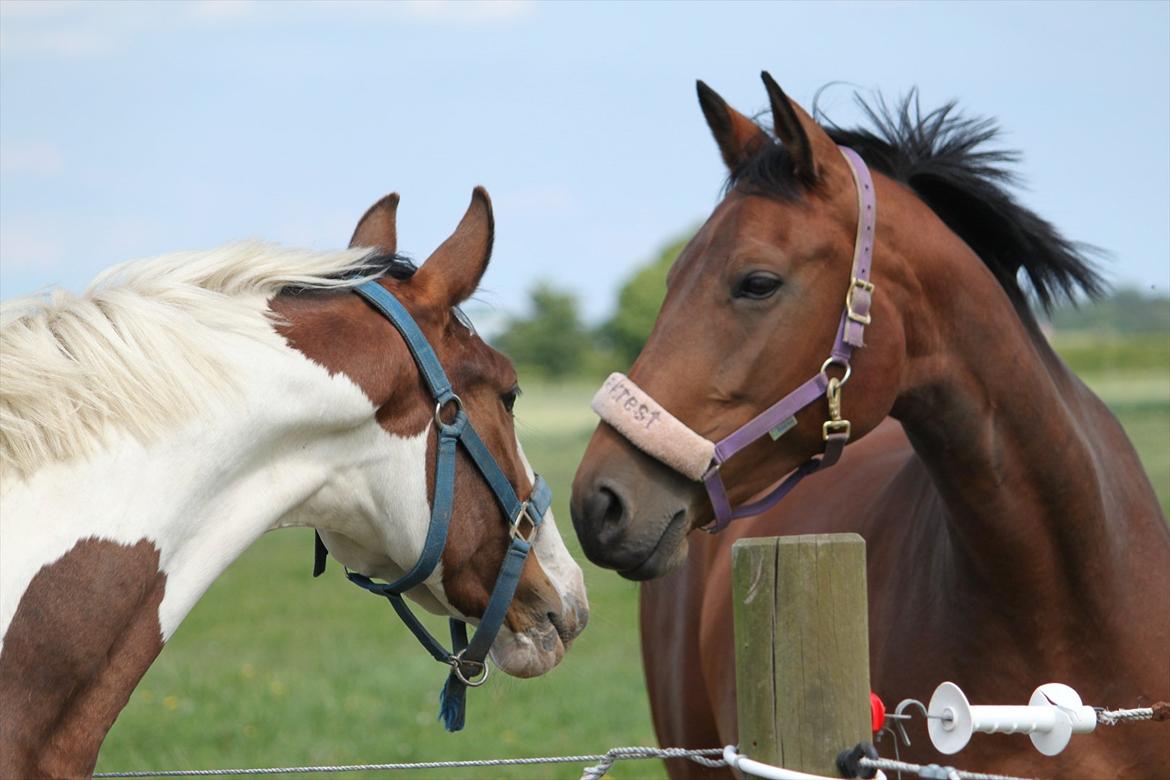 Trakehner Lorenth Tremhuse billede 7