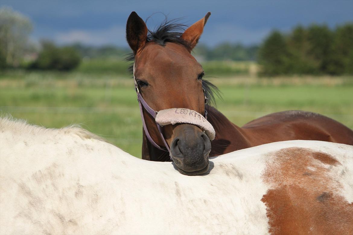 Trakehner Lorenth Tremhuse billede 8