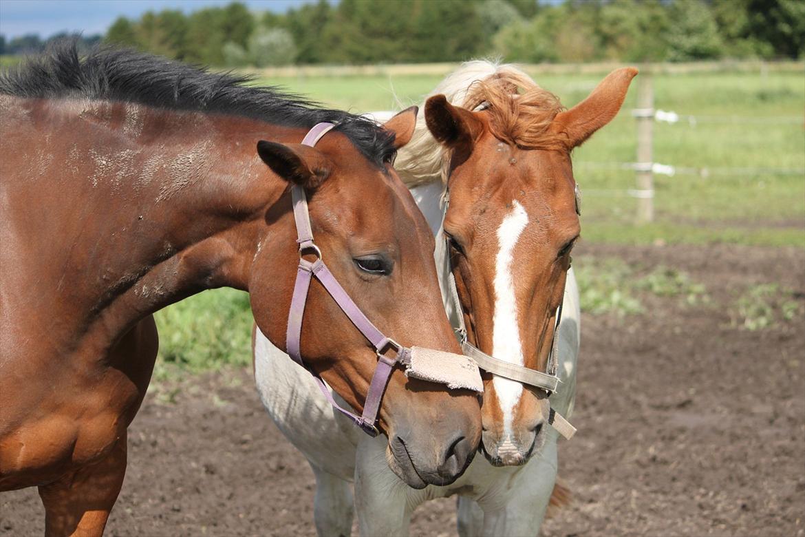 Trakehner Lorenth Tremhuse billede 9
