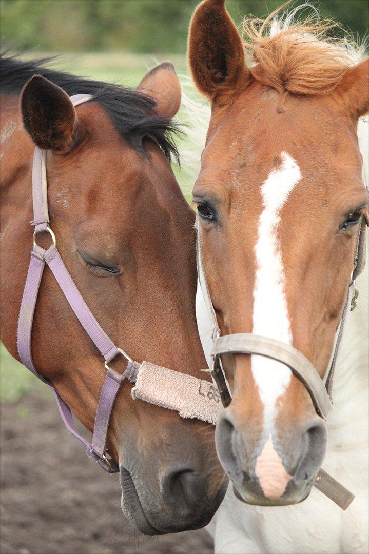 Trakehner Lorenth Tremhuse billede 10