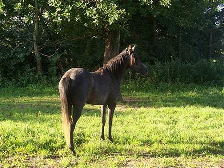 Sportsaraber (A) nefertitte |  - 2006 billede 4