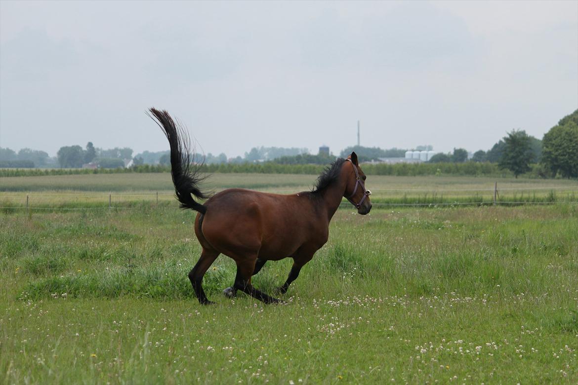 Trakehner Lorenth Tremhuse billede 11