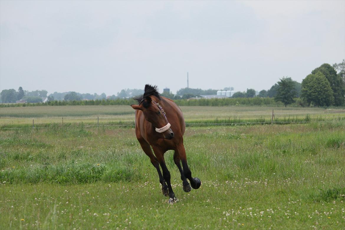 Trakehner Lorenth Tremhuse billede 12