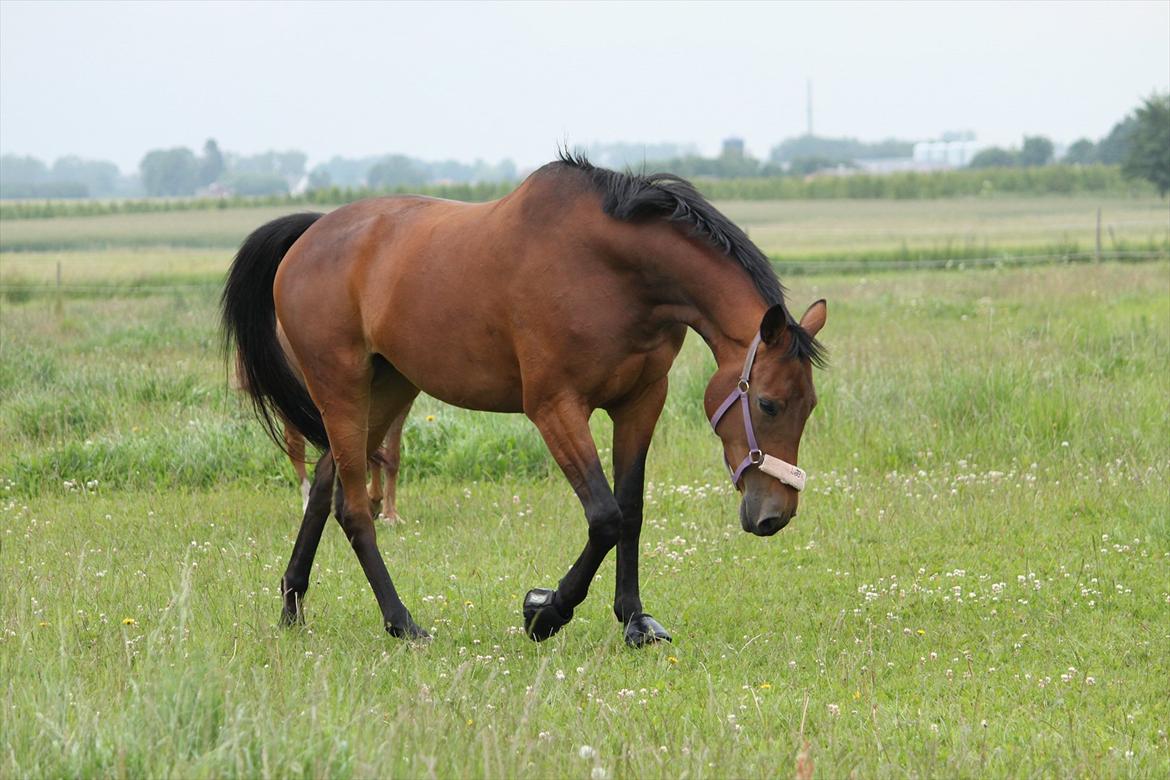 Trakehner Lorenth Tremhuse billede 13