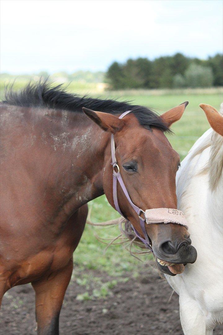 Trakehner Lorenth Tremhuse billede 14