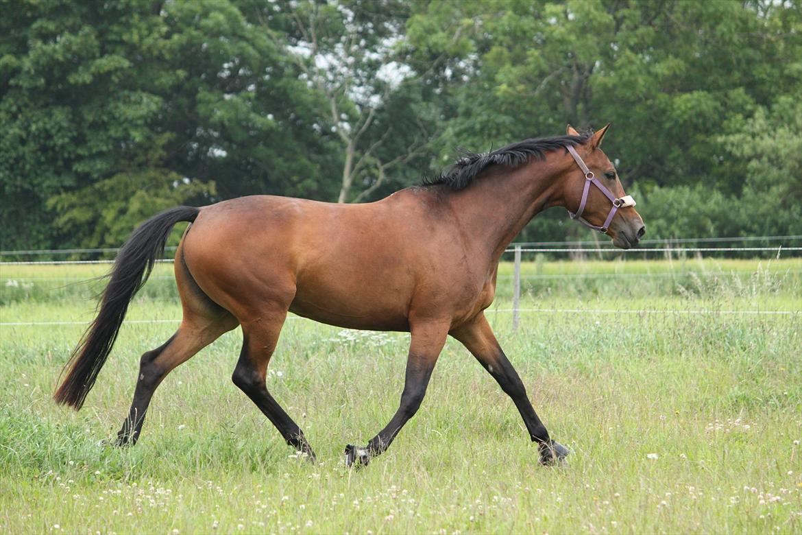 Trakehner Lorenth Tremhuse billede 15