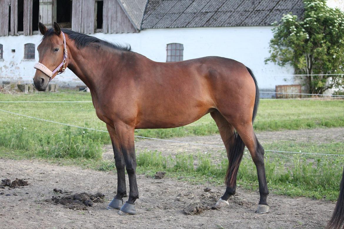 Trakehner Lorenth Tremhuse billede 16