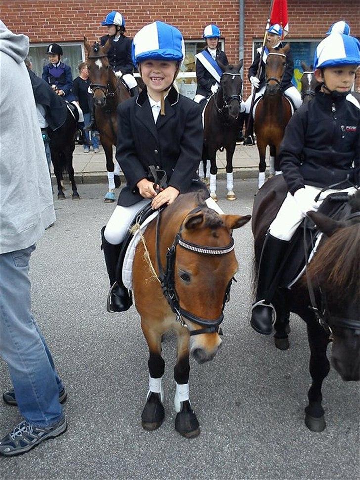 Shetlænder Felix (solgt) - Jessica og felix til aabenraa ringridning 2011. billede 5