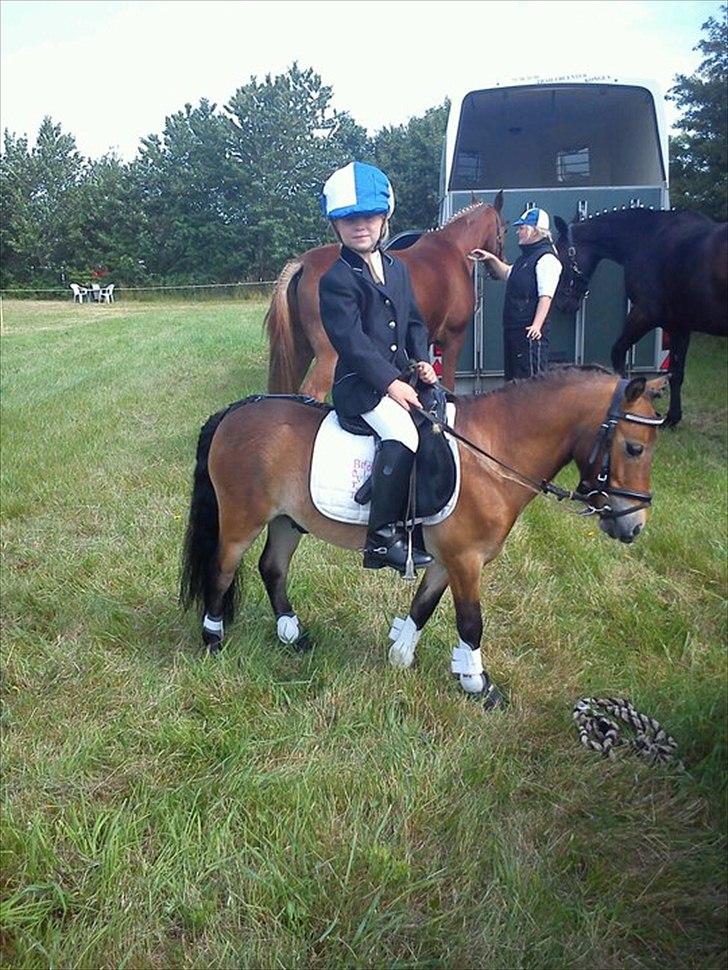 Shetlænder Felix (solgt) - jessica og felix til røllum ringridning 2011. billede 6