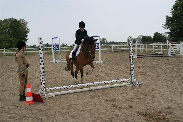 Anden særlig race Halkærhus Painted Pony "Aladdin" - Foto Maria Andersen billede 18